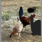 دجاج بلدي ماشاء الله تبارك الله