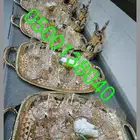 قهوجيين وصبابين