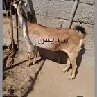 للبيع ثنتين ماعز
