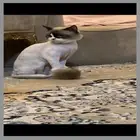 قط ضايع ارجو من اللي يلاقيه يتواصل معاي في ضاحية الملك فهد
