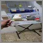 طيور روز أليف وهدد داخلي