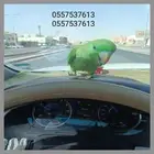 يا جماعه في واحد ارسل لي يقول لقي طير وجيت ابحث عن رسالته وم