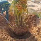 توفر خلاص طيب سكري صقعي مجدول برحي