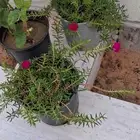 Colored rosesnaturalfield