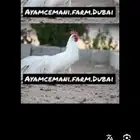 مطلوب دجاج اندنوسي سيماني ابيض