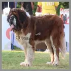 سانت برنارد saint Bernard