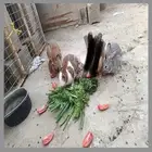 أرانب للبيع أو البدل