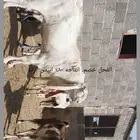 معزا مطوره حجازيه متابيع و دفيع