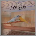 ازواج بادجي جميعها منتجه معى الملحقات