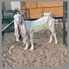 معزا معرفات هولنديه