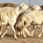حريات صنف منوة ألقاني(تم البيع)