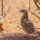 سمان مهاجر