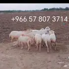 ضان رفيديات