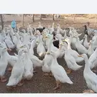 e animal