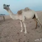 للبيع نصوف شقحاء تحتها بكره هديه وحليبها وسط