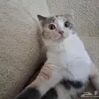 كيتن للتبني سكوتش مع اغراضها الرياض. المزاحمبه