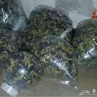 شاي ازرق نظارات ساعات