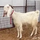 عنز مطوره تم البيع