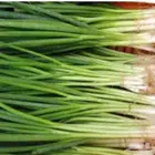 بذور بصل اخضر حساوي