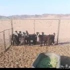 تيوس للبيع عمرها خمسه شهور