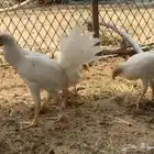 ديكين ودجاجتين جمد