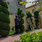 معلم قص جميع الاشجار تلقيح نخل وتكريب النخل