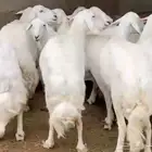 قروب انعام المواشي أمن من جميع النواحي خاص الضان المعزاء
