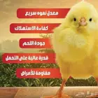 صوص لاحم 308