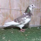 مطلوب حمام زاجل نفس الشكل هذا