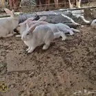 ارانب المانيه ذكور