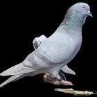زوج حمام باكستاني هارا سليطي