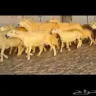 غنم حريات جنب طيبه دفيع ومضاريع 83