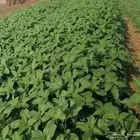 بذور الملوخيه الجيزاني البلدي الكيس 50 ك ب750 ريال