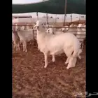 فحل حري عمر 8 شهور مشروط للبيع المجمعه