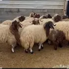 اضاحي ابو زياد