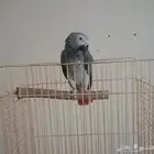 طير كاسكو متكلم أليف العمر سنتين للبيع