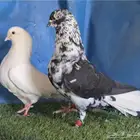 جوزين مزهرات اخوان هزاز