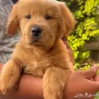 جولدن صيني مستوى عالي (للحجز)