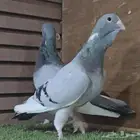 جووز ابلق فاضح فخم