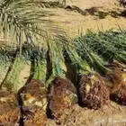 فسائل نخيل فاخر للبيع