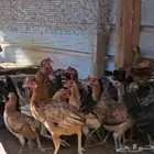 دجاج عمر اربع شهور إلى خمس