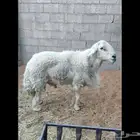 فحل حري للبيع المجمعه