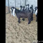 خمس جذعات عوارض معرفه للبيع المجمعه