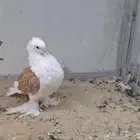 ذكر مفتل فرل باك
