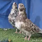 جووز كشكي مرتب تم البيع