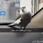 طير كروان متكلم للبيع الجموم