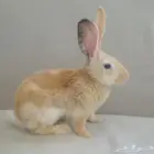 أرنب منزلي