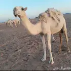 للبيع بكره وضحاء عليانيه غفال سالمه العذرايب