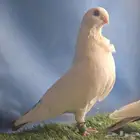 جوز سكريات (غويزات)