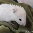 هامستر صغير للبيع صحته ممكن زينه ياكل ويشرب بس رجله مكسورة